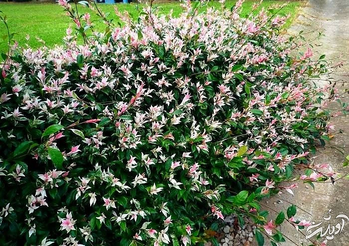 انواع گل یاس رازقی گل یاس چینی